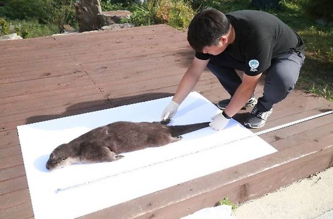 지난 9월 한국조류보호협회가 발견해 한국수달연구센터에 인도한 새끼 수달 사체. 사진 한국수달연구센터