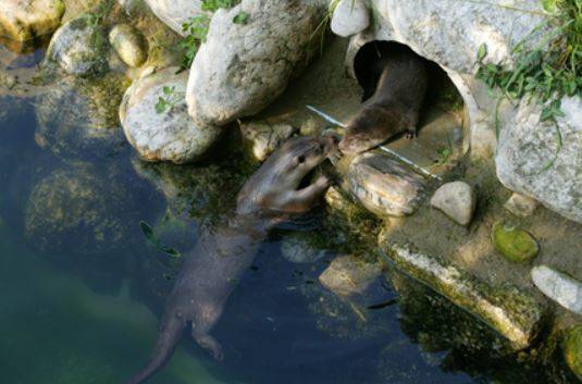 서울대공원 동물원에 있는 수달의 모습. 서울대공원 동물원 제공