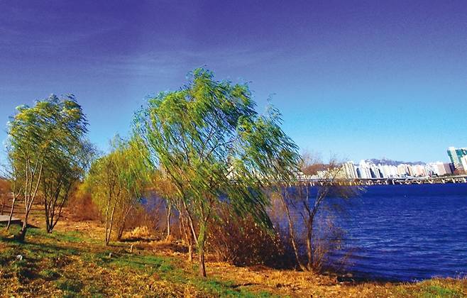 초록빛이 남은 수양버들 가지가 바람에 흩날린다.