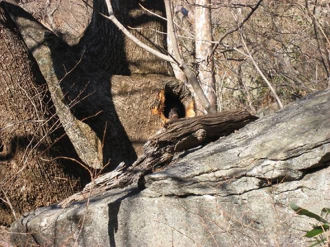 반달곰이 동면굴로 이용한 신갈나무 고목.   | 국립공원관리공단 제공