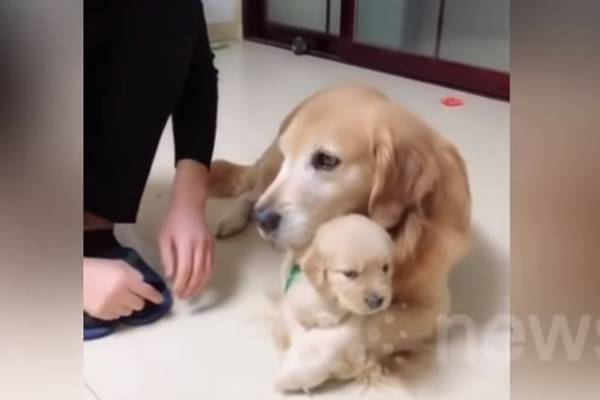 ‘내 새끼 혼내지 마세요’