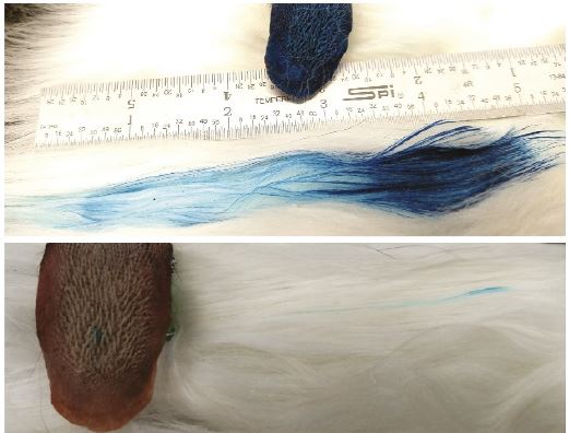 파란 액체를 머금은 고양이 혀로 털을 핥는 실험을 해보면 혀가 지나간 자리의 털로 액체가 옮겨져 털이 파랗게 보인다(위). 아래는 유두 하나에만 액체를 채운 경우로 털 몇 가닥파랗다.  ‘미국립과학원회보’ 제공