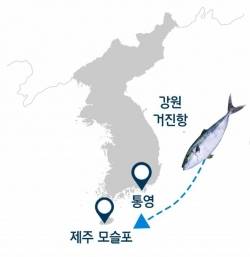 방어의이동/사진제공=인어교주해적단