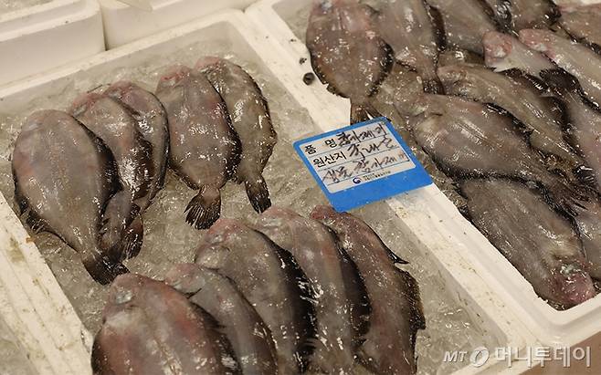 살이 통통하게 오른 참가자미(선어)/사진=머니투데이