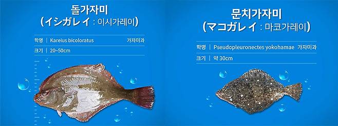 돌가자미, 문치가자미/사진제공=인어교주해적단