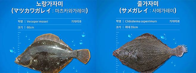 노랑가자미, 줄가자미/사진제공=인어교주해적단
