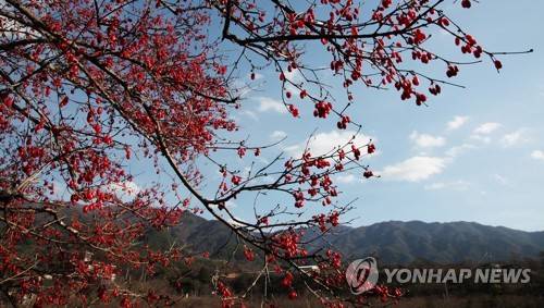 한겨울 빨갛게 물든 산수유 열매 [전남 구례군 제공]