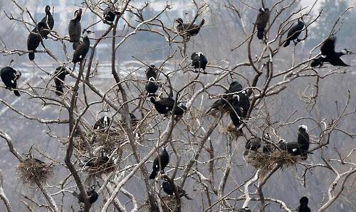 서울 한강 밤섬 나무에 내려앉은 가마우지 무리. [사진=연합뉴스]
