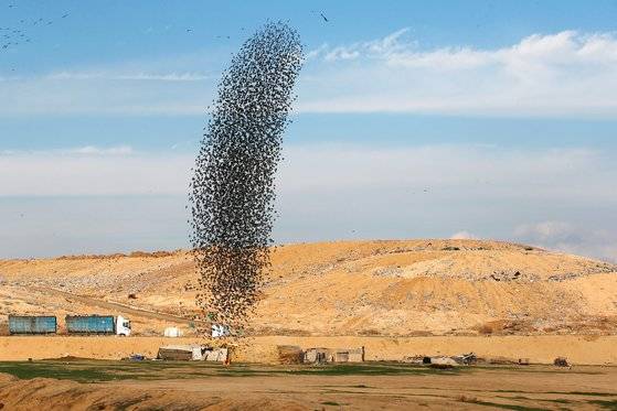 새헤 첫 날인 1일(현지시간) 찌르레기 떼가 마치 토네이도가 상승하듯 하늘로 올라가고 있다. [로이터=연합뉴스]