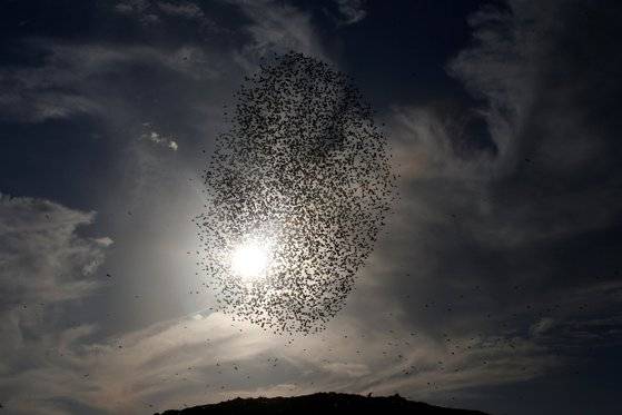 새헤 첫 날인 1일(현지시간) 찌르레기가 이스라엘 남부 라하트 지역 하늘에서 군무를 펼치고 있다. [로이터=연합뉴스]