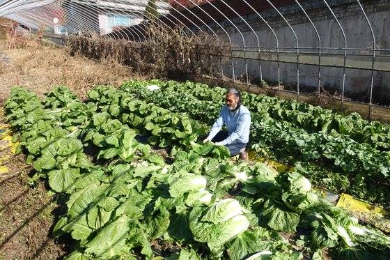 박종대씨가 김장을 하기 위해 텃밭에서 재배한 배추를 뽑고 있다. 8월 말에 모종 300포기를 사다 심었다.