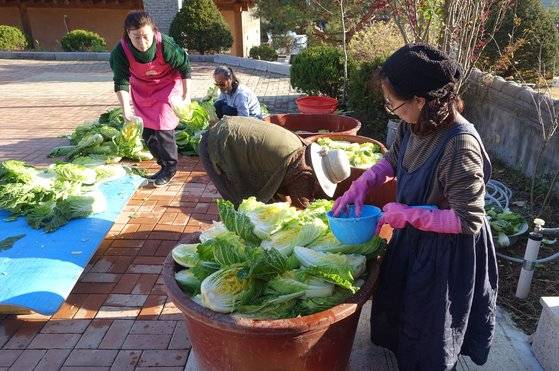 이혜경씨가 겉대만 숨이 죽게 초벌 절인 배추를 건져 차곡차곡 쟁이면서 단면에 소금을 훌훌 뿌리고 있다. 이 상태로 12시간쯤 절인다.