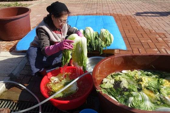 이혜경씨가 12시간쯤 절인 배추를 건져 흐르는 물에 헹구고 있다.