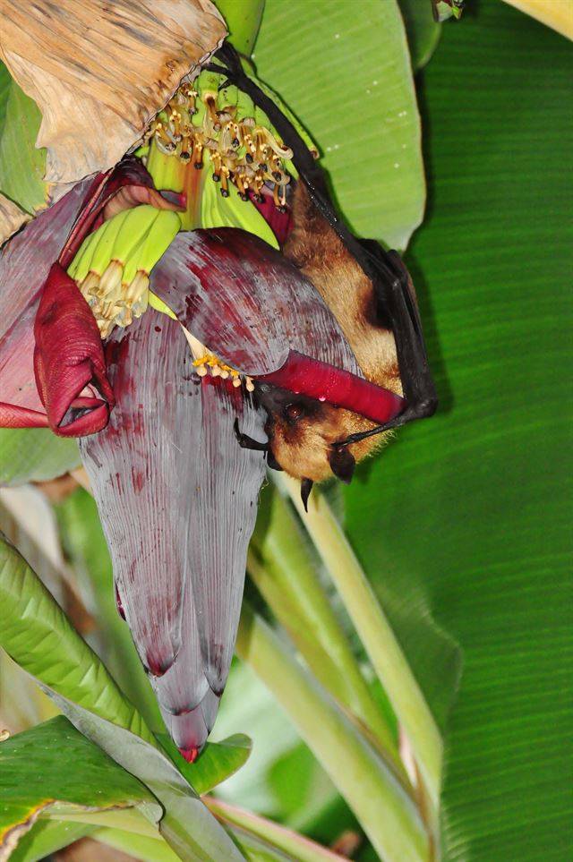 바나나꽃에서 꿀을 빨고 있는 박쥐. 게티이미지뱅크