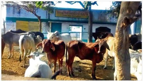 인도 우타르프라데시 주의 한 학교에 버려진 소들이 모여있다. [힌두스탄타임스 홈페이지 캡처]