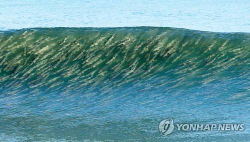 물 반 숭어 반 (강릉=연합뉴스) 양지웅 기자 = 8일 강원 강릉시의 한 해변에 숭어 떼가 나타나 눈길을 끌고 있다. 2019.1.8 yangdoo@yna.co.kr