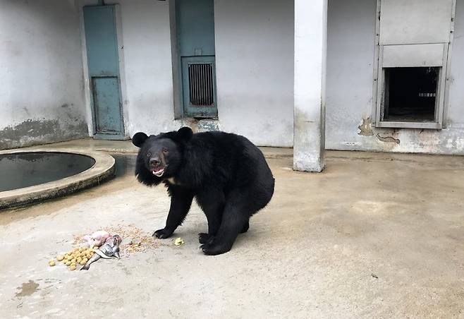 10일 오전 충북 청주시 청주동물원에서 반달가슴곰 반이가 음식을 먹고 있다. 웅담 채취 사육장에서 구출된 반이는 이날 태어나 처음 생일 축하를 받았다.