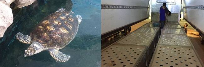 바다거북이의 몸이 다치지 않게 내부를 꾸민 케이지에 담아 비행기를 통해 신속하게 운송합니다. (좌)싱가포르 언더워터 월드 내 바다 거북 모습. (우)바다 거북을 담은 컨테이너를 싣은 무진동 차