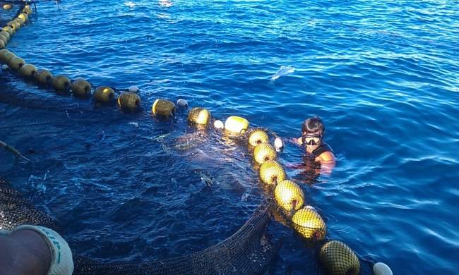 정치망 그물을 끌어올리기 전 어민과 협의한 뒤, 아쿠아리스트가 미리 입수해 필요한 물고기를 확보하기도 합니다
