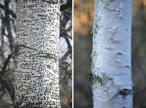 은사시나무의 껍질눈은 다이아몬드 모양이다(왼쪽사진). 자작나무의 껍질은 흰색이다(오른쪽 사진).