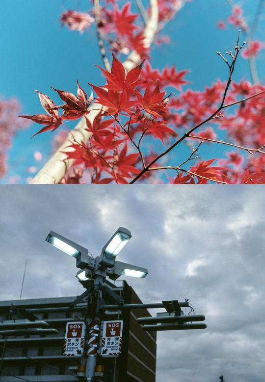 직장인 김영훈씨가 필름카메라로 담은 붉은 단풍(위)과 구름 낀 하늘 사진. 디지털이 흉내 낼 수 없는 색감과 손맛이 필름카메라의 매력으로 꼽힌다. 김영훈씨 제공