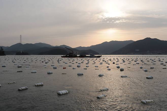잔잔하고 맑은 통영 앞바다는 굴이 자라는 데 최적의 환경이다. 굴밭이라 불리는 통영 앞바다는 하얀 부표로 가득하다. 부표 아래 '수하식 굴'이 자라고 있다. [중앙포토]