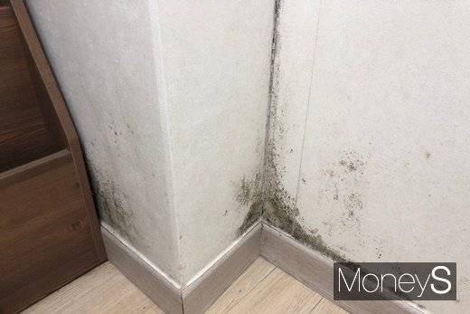 벽지에 생긴 결로를 방치해 곰팡이가 핀 모습. /사진=정모씨 제공