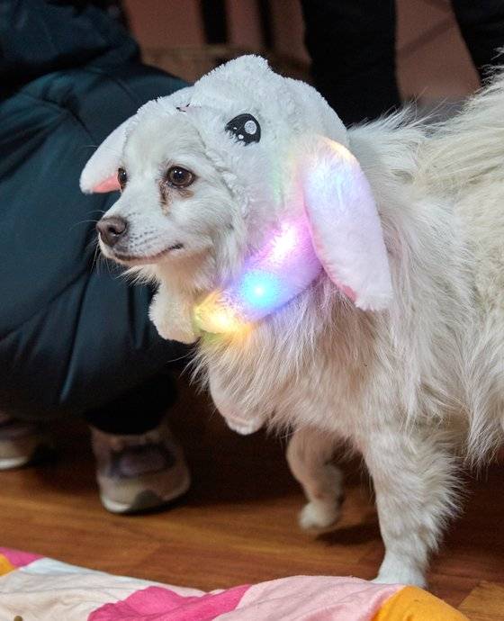 소중기자단이 가져간 물품 중 털모자를 꺼내 핫티에게 씌웠다. 핫티는 불이 들어오는 모자가 신기한지 도망갔다.