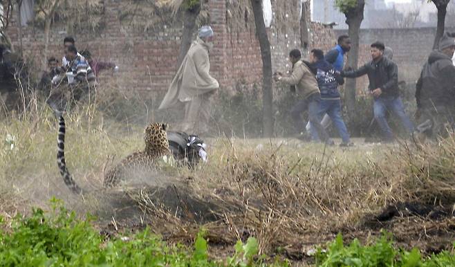 야생 표범이 31일(현지시간) 인도 북부 잔란다르 지역의 주민들을 공격하고 있다. [AP=연합뉴스]