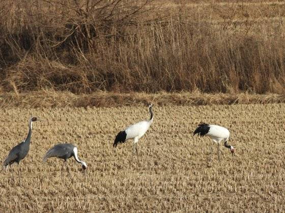 철원 평야의 재두루미(왼쪽 두마리)와 두루미. 강찬수 기자