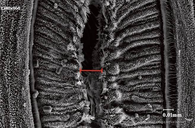 전자현미경으로 본 애벌레 숨구멍(x1,000)