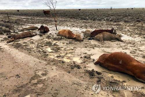 호주 북동부 홍수로 소 30만 마리 떼죽음 [AFP=연합뉴스]