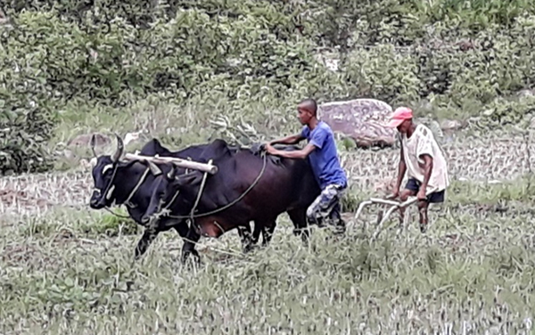 마다가스카르의 인도흑소(Zebu)와 농부. 소를 이용해서 논을 갈고 있다. 제공 박한선
