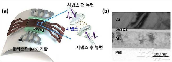 (a)플라스틱 기판 위에 제작된 유연 멤리스터 시냅스 소자 모식도. (b)유연 멤리스터 시냅스 소자 단면 고해상도 투과전자현미경 이미지. (사진=KAIST 제공)