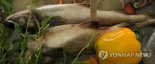 명태 [촬영 이충원]