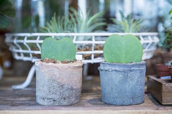 하트선인장이라고도 불리는 하트호야는 사랑스러운 모습으로 인기를 끌고 있다.