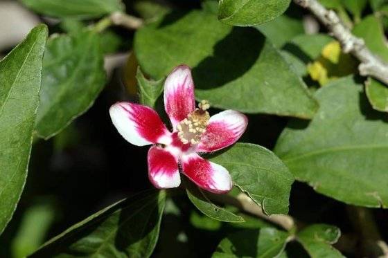 아침에 꽃이 피고 저녁에 꽃이 지는 일반 무궁화와 달리 한번 꽃이 피면 36시간동안 피어 있어 밤에도 꽃을 볼 수 있는 안동무궁화. [사진 안동무궁화보존회]