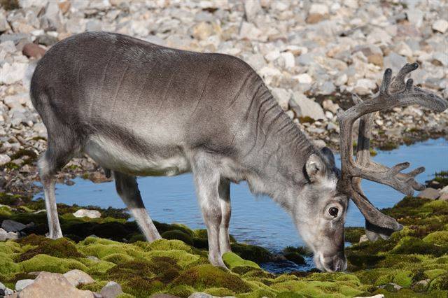 이끼를 먹는 스발바르 순록. 극지연구소 제공