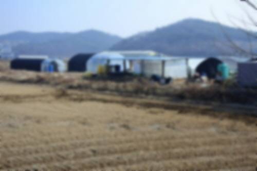 작은 시골 마을에 자리한 개 농장들.