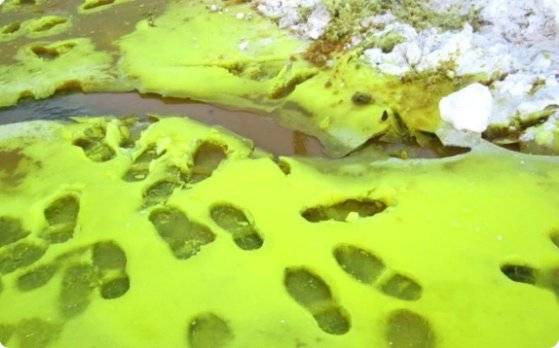 러시아에 녹색 눈이 내려 주민들이 공포에 사로잡혔다. [트위터 캡처]