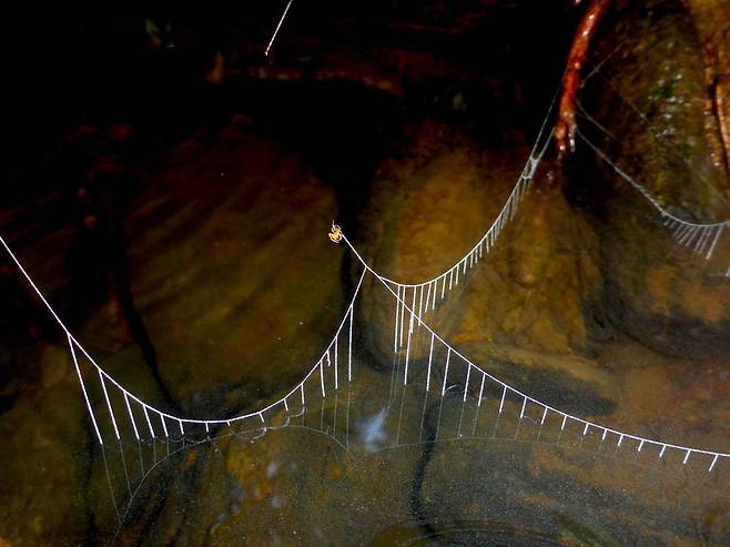 ‘작은 다리’. 동태평양의 외딴 섬인 코코제도 고유종인 거미가 물 위에 현수교 비슷한 거미줄을 쳤다. 다르코 다보르 코토라스 비에드마 제공.
