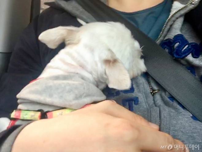 '알콩아, 잘자' 강릉으로 가는 길, 품에서 편히 잠든 녀석. 그대로 얼음이 됐다, 잠 깨울까봐./사진=남형도 기자