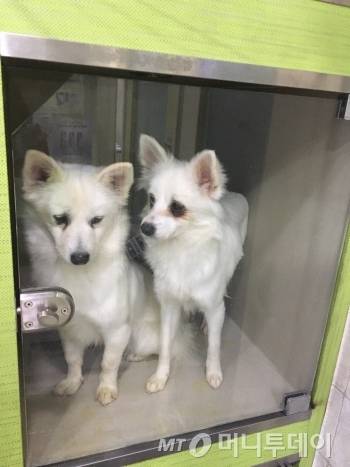 동물병원서 검진을 기다리고 있는, 스피츠 믹스견 보니와 하니. 눈물이 많은 녀석이 하니, 다른 녀석이 보니다. 다행히 검진 결과가 좋았다./사진=남형도 기자