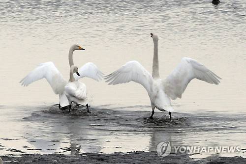 낙동강 하구 찾은 '겨울 진객' 고니떼 [연합뉴스 자료사진]