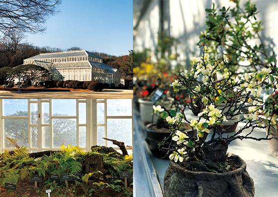 1900년대 초반에 지은 흰 철제 프레임의 유리 온실을 재보수한 창경궁 대온실, 겨울인데도 동백과 매화 등 꽃이 활짝 피어있다. 깊은 숲에서 자라는 고사리, 도라지, 이끼 등도 볼 수 있다.