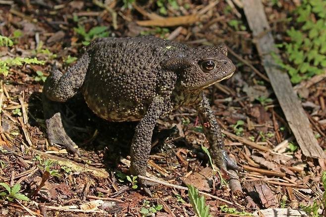 유럽산 두꺼비. 아시아 두꺼비와 같은 두꺼비 속이지만 종이 다르다. 이번 연구는 유럽 두꺼비를 대상으로 했다. 찰스 샤프, 위키미디어 코먼스 제공.