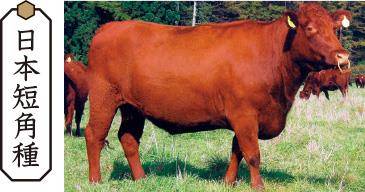 일본단각와규.일본 농림수산성 홈페이지