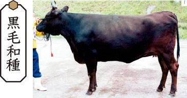 흑모와규.일본 농림수산성 홈페이지