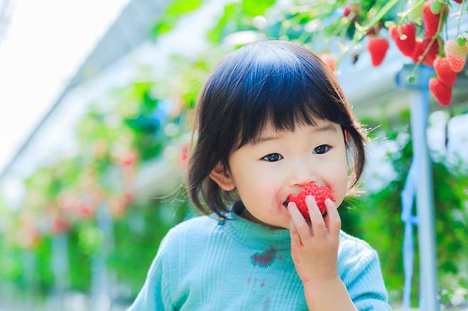 우리가 지금 먹고 있는 딸기는 100여년 전에 처음 한국에 소개돼 오늘에 이르고 있다. 작은 야생딸기가 수많은 세대를 거치며 지구를 한바퀴 돌아 큼직한 재배딸기가 돼 돌아온 셈이다.게티이미지뱅크