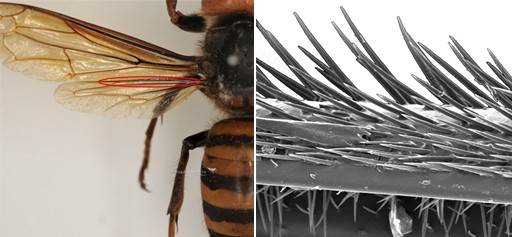 장수말벌과 장수말벌 날개 갈고리 확대(SEM)